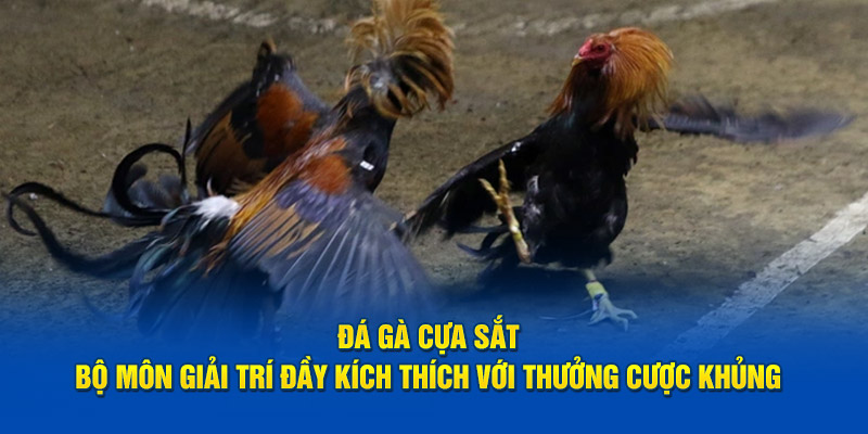 Đá gà cựa sắt cùng các dòng giống thịnh hành hàng đầu