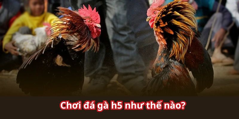 Chi tiết cách chơi đá gà h5 cho anh em