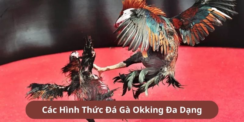 Đá gà Okking đa dạng loại hình đấu