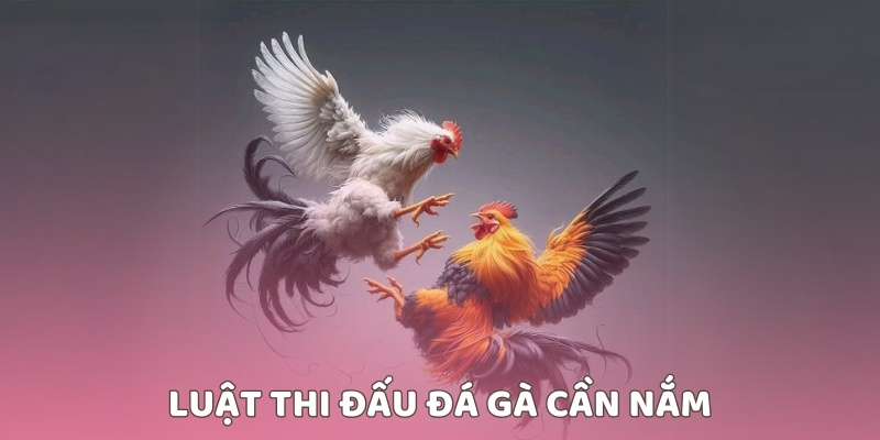 Luật thi đấu đá gà cần nắm