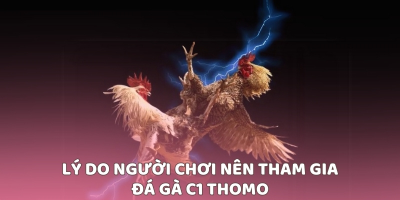 Lý do người chơi nên tham gia Đá gà C1 Thomo